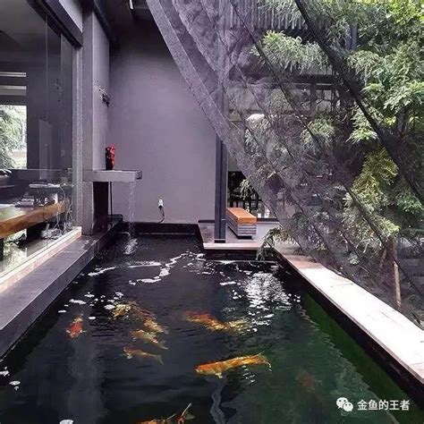 魚池養魚|養魚池:水質判斷,水類,紅水,黑水,白濁水,氨氮過高的水,。